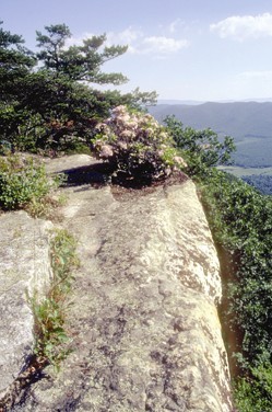 Tinker Cliffs - AT in Virginia with Mountain Laurel in bloom